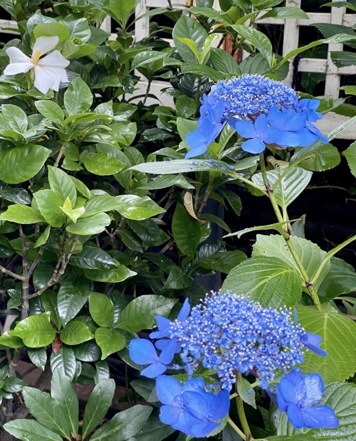 夏至の日には紫陽花を…